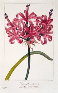 Amaryllis sarniensis, 1836 (håndfarvet gravering)